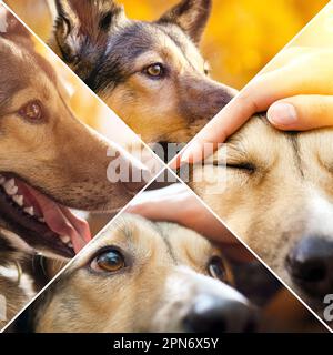 Collage fait de chiens drôles. Concept, animaux de compagnie amour, vie animale. Copier l'espace Banque D'Images