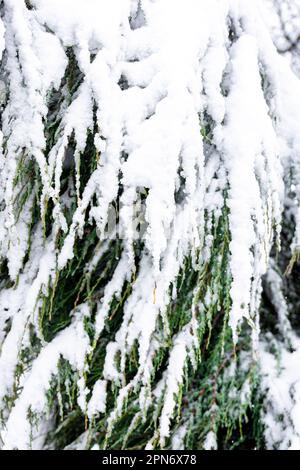 Plante de conifères en hiver couverte de neige, gros plan. Banque D'Images