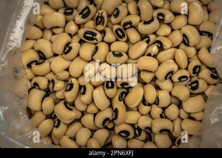 Les graines du haricot à yeux noirs ou du niébé ou du dolicho à yeux noirs (Vigna unguiculata) sont une plante de la famille des Leguuminosae. Abruzzes, Italie, Europe Banque D'Images