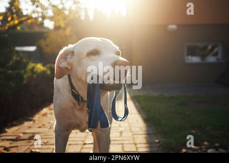 Mignon chien attendant la marche dans la lumière du matin. Le nouveau Labrador tient la laisse en bouche sur le trottoir devant la maison. Banque D'Images