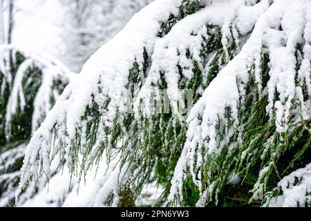 Plante de conifères en hiver couverte de neige, gros plan. Banque D'Images