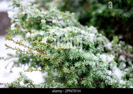 Plante de conifères en hiver couverte de neige, gros plan. Banque D'Images