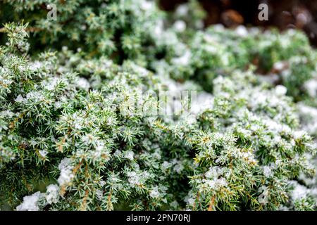 Plante de conifères en hiver couverte de neige, gros plan. Banque D'Images