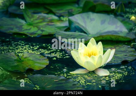 Gros plan d'une fleur de nénuphars jaune sur un étang Banque D'Images