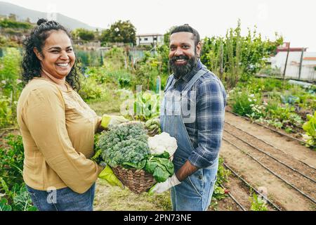 Femme et mari indiens ramassant des légumes biologiques du jardin de la maison en plein air - famille asiatique s'amusant cultivant des aliments sains - végétarien et fa Banque D'Images