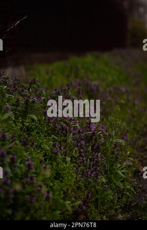 Vue sur les fleurs violettes près de la route Banque D'Images