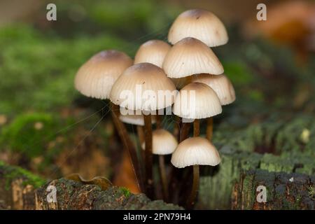 Champignon sur tronc d'arbre. Groupe de champignons Mycena dans la forêt. En anglais appelé chapeau de capot en chêne-souche ou capot groupé. Banque D'Images