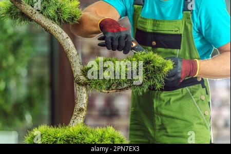 Gros plan de l'paysagiste professionnel effectuant la coupe de l'arbre d'Evergreen décoratif pendant l'entretien saisonnier du jardin. Thème de jardinage. Banque D'Images