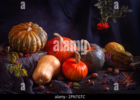 Automne encore la vie avec variété de citrouilles - cucurbita fruits de différentes couleurs et tailles avec noix et baies.Concept de jour de Thanksgiving avec sp Banque D'Images