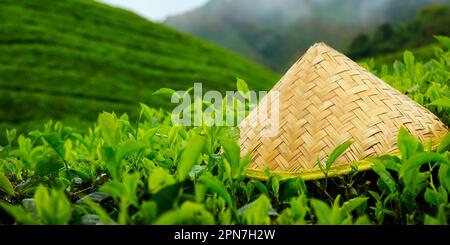chapeau de bambou sur les feuilles de thé dans la plantation de thé Banque D'Images