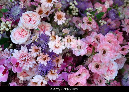 gros plan de l'assortiment de fleurs roses et violettes Banque D'Images