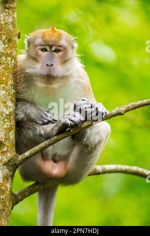 Un macaque mâle à longue queue adulte repose sur un mangrove, tandis que les jeunes jouent en dessous, Singapour Banque D'Images