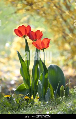 Trois tulipes rouges, tulipa, debout au soleil sur un fond de soleil doré luxuriant au printemps, Lancaster, Pennsylvanie Banque D'Images