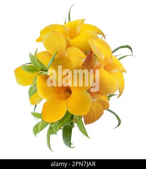 Fleur d'Allamanda isolée sur fond blanc Banque D'Images