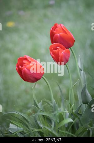 Trois tulipes rouges, tulipa, debout légèrement pendu par le vent sur un fond d'herbe verte luxuriante au printemps, Lancaster, Pennsylvanie Banque D'Images