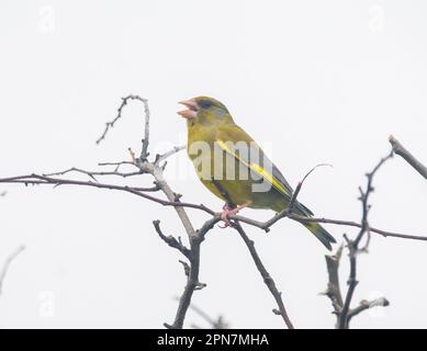 Greenfinch (Carduelis choris) Banque D'Images