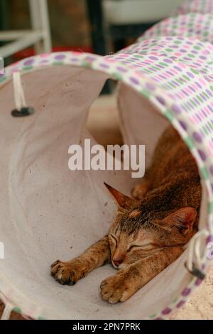 Un paresseux gris et blanc tabby chat snoozing paisiblement en se reposant dans un tunnel de chat, allongé sur le sol Banque D'Images