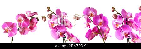 Fleur d'orchidée violette phalaenopsis, phalaenopsis ou falah. Ensemble de branches d'orchidées en fleurs isolées sur fond blanc. Floriculture, fleuriste, hom Banque D'Images