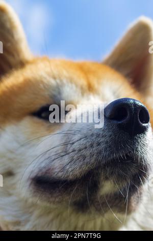 Nez noir du magnifique chien Akita Banque D'Images
