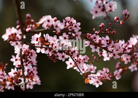 Non exclusif: IVANO-FRANKIVSK, UKRAINE - 14 AVRIL 2023 - Un cerisier est en fleur à Ivano-Frankivsk, ouest de l'Ukraine. Banque D'Images