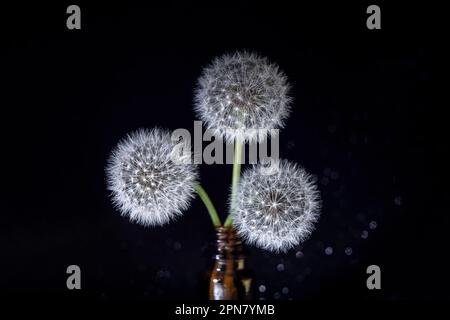 Trois pissenlits ronds blancs moelleux sur fond noir dans un vase, gros plan. Tête ronde de plantes d'été avec des graines en forme de parapluie. Le concept de Banque D'Images