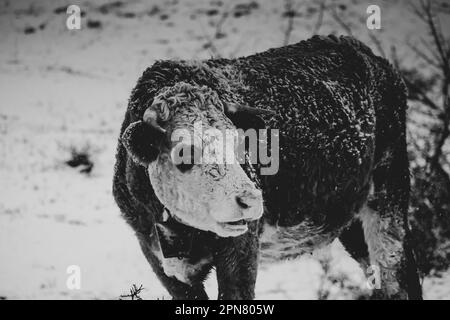 Image en niveaux de gris d'une vache solitaire debout dans les montagnes enneigées d'Apuseni, Roumanie Banque D'Images