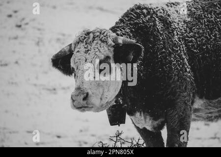 Image en niveaux de gris d'une vache solitaire debout dans les montagnes enneigées d'Apuseni, Roumanie Banque D'Images