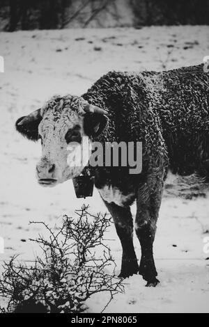 Image en niveaux de gris d'une vache solitaire debout dans les montagnes enneigées d'Apuseni, Roumanie Banque D'Images