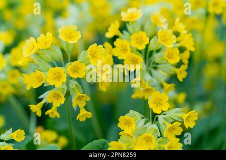 Gros plan de l'inflorescence des fleurs jaunes Primula macrocalice est une plante herbacée vivace, une espèce du genre Primrose Primula de la famille Banque D'Images