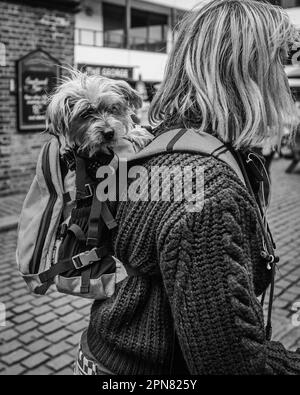 Une image en noir et blanc d'un chien est transportée dans un sac à dos à Londres. Banque D'Images