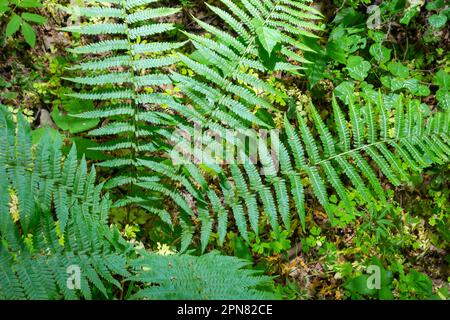 Dryopteris carthusiana est une espèce de plantes herbacées de la famille des Dryopteridaceae, commune dans les régions tempérées d'Eurasie et d'Amérique du Nord. Medi Banque D'Images