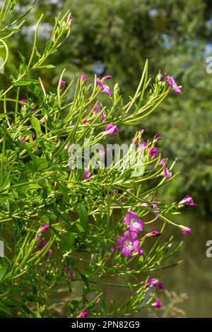 Epilobium hirsutum, grande coiffure willowherb gros plan, flou. Banque D'Images