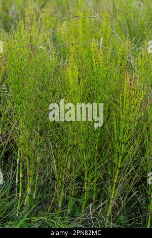 Horsetail Equisetum plante curative fond de bouquet. L'équisetum arvense ou l'herbe de serpent est une plante médicinale. Banque D'Images