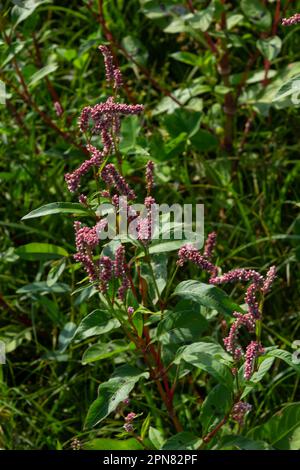 La persicaria longiseta est une espèce de plante à fleurs de la famille des algues nouées connue sous les noms usuels le pouce de la dame orientale, le pouce de la dame, si Banque D'Images