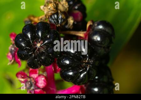 Phytolacca americana, baies de Pokeweed. Décoration de jardin plante à base de plantes. Banque D'Images