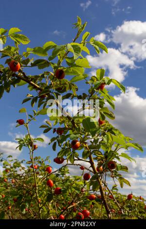 Rosa canina est une plante vivace de la famille des roses, un grand buisson avec des branches accrochées arcuely couvertes de fortes épines accrochées. Vitamine, médicinale Banque D'Images