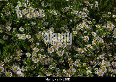 Erigeron annuus fleurs, également connues sous le nom de fleabane, pâquerette ou fleabane de l'est, croissant dans la prairie sous le soleil d'été chaud, Ukraine. Banque D'Images