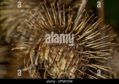 Arctium lappa, têtes de graines sèches de moindre erdock. Arctium moins, automne dans la prairie avec des fleurs séchées terdock, communément appelé plus grand terrier, comestible Banque D'Images