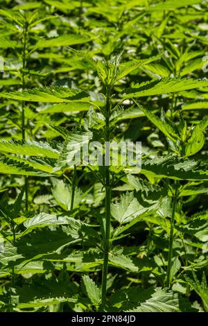 Urtica, nettles ou orties stining nom allemand est Brennnesseln pour le médical et le thé. Banque D'Images