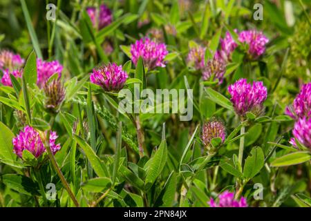 Trifolium pratense. Épaississement d'un trèfle en fleur. Trèfle rouge au soleil. Abeille à fleur rouge de trèfle. Champ de floraison avec trèfle rouge an Banque D'Images