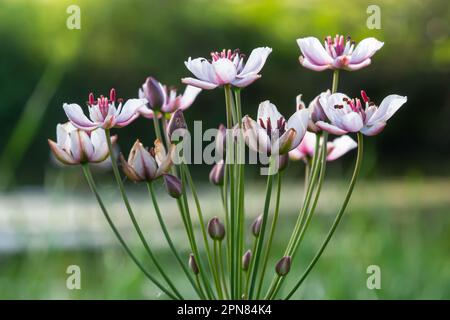 Gros plan de l'inflorescence semblable à un ombel de la ruée vers la floraison ou de la ruée vers l'herbe Butomus umbellatus en pleine floraison. Europe. Banque D'Images