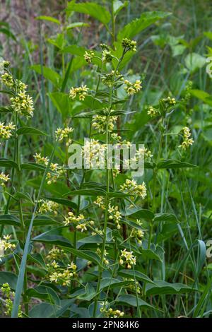 Vincetoxicum hirundinaria subsp. hirundinaria, millepertuis blanc. Plante sauvage en été. Banque D'Images