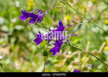 Delphinium sauvage ou Consolia Regalis, connu sous le nom de forking ou roquette larkspur. Le champ larkspur est une plante herbacée à fleurs de la famille Ranun Banque D'Images