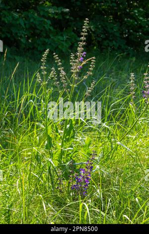 Fleurs de sauge de Salvia pratensis en fleur, fleurs de myrerie violet-bleu, feuilles d'herbe vertes. Banque D'Images