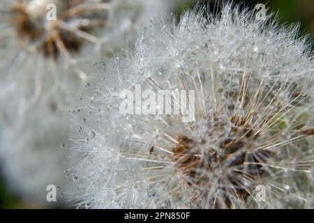 Pissenlit commun Taraxacum officinale fleurs décolorées ressemble à boule de neige, fruits mûrs de cypselae. Banque D'Images