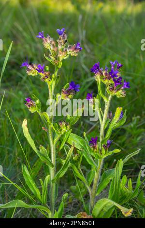 Anchusa officinalis, alcanet, bugloss commun. Été, aube. Des gouttes de rosée se trouvent sur la plante. Magnifique fond vert. Banque D'Images