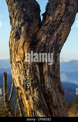 L'arbre ancien et complètement sec poussant contre le ciel bleu. Banque D'Images