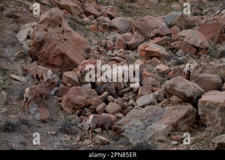 Le troupeau de mouflons de Bighorn dans le Debeque Canyon du Colorado Banque D'Images