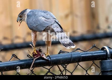 Un Cooper's Hawk adulte après avoir capturé des proies dans le sud-ouest de l'Ontario, au Canada. Banque D'Images