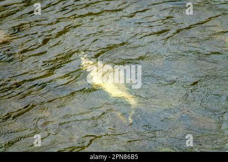 Le saumon est mort après la fonction de reproduction. Les carcasses de poissons pourrissent sous l'eau et enrichissent la rivière reproductrice avec de la matière organique. Mer d'Okhotsk b Banque D'Images